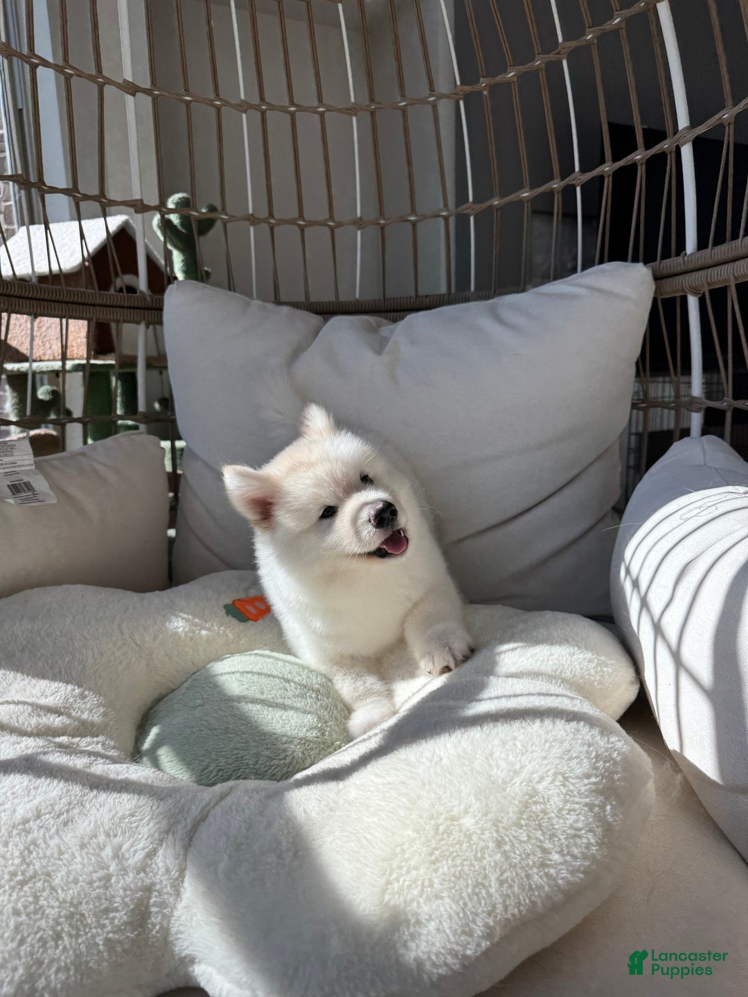 Alaskan Malamute dogs for sale: Xi Xi - Ad 4