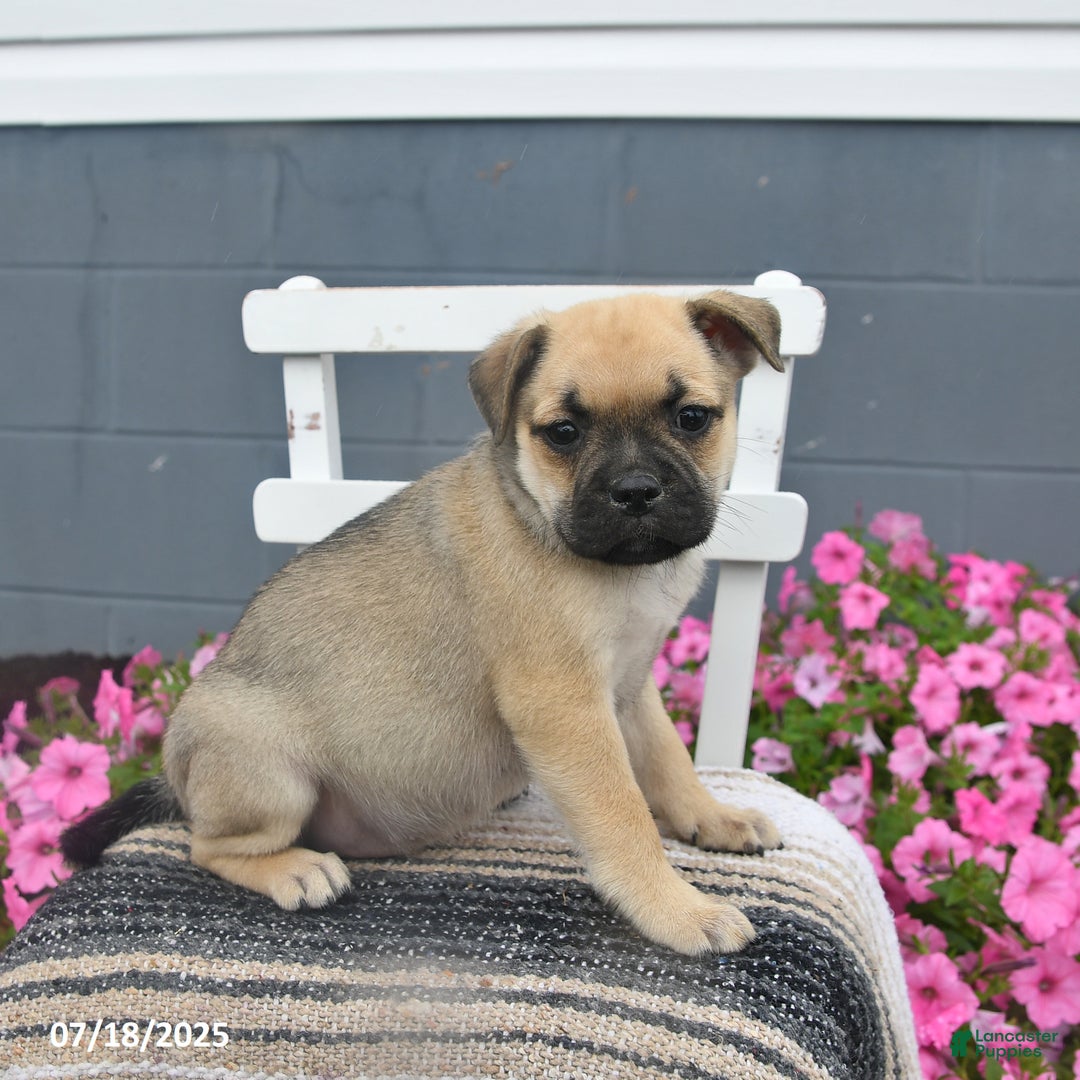 Mixed Breed dogs for sale: Bandit - Ad 8