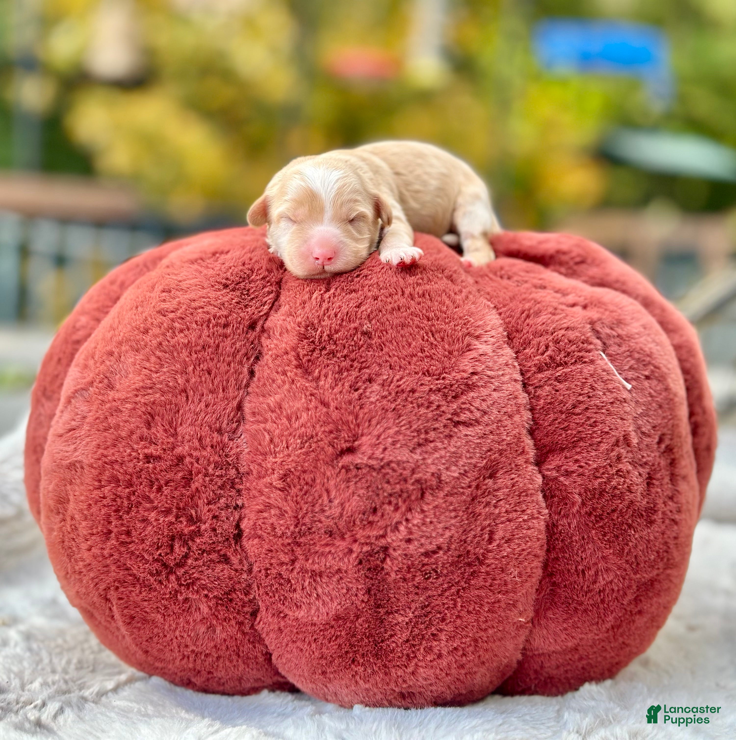 Mini Goldendoodle dogs Aspen - Ad 1