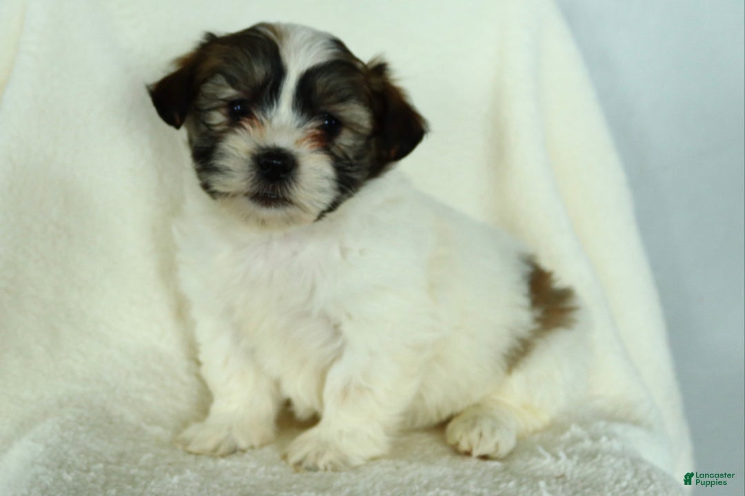 Teddy Bear dogs for sale: Russell - Ad 3