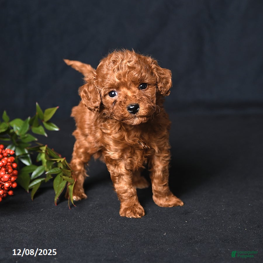 Toy Poodle dogs Tiny Espresso - Ad 25
