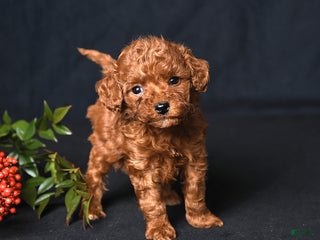 Toy Poodle dogs Tiny Espresso - Ad 3