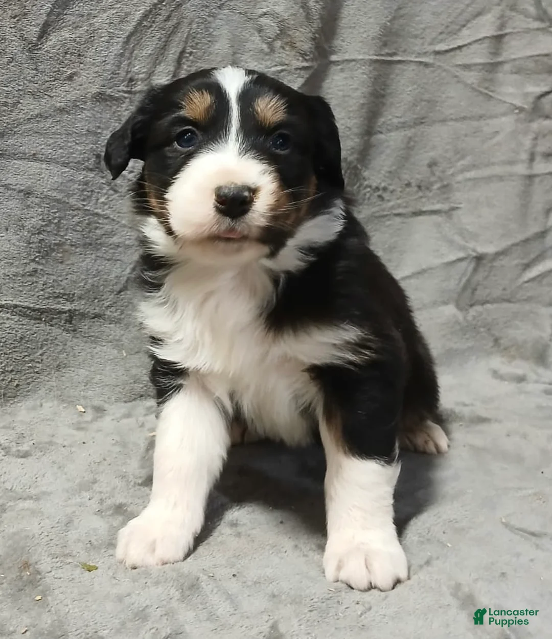 Australian Shepherd dogs for sale: Flynn - Ad 13
