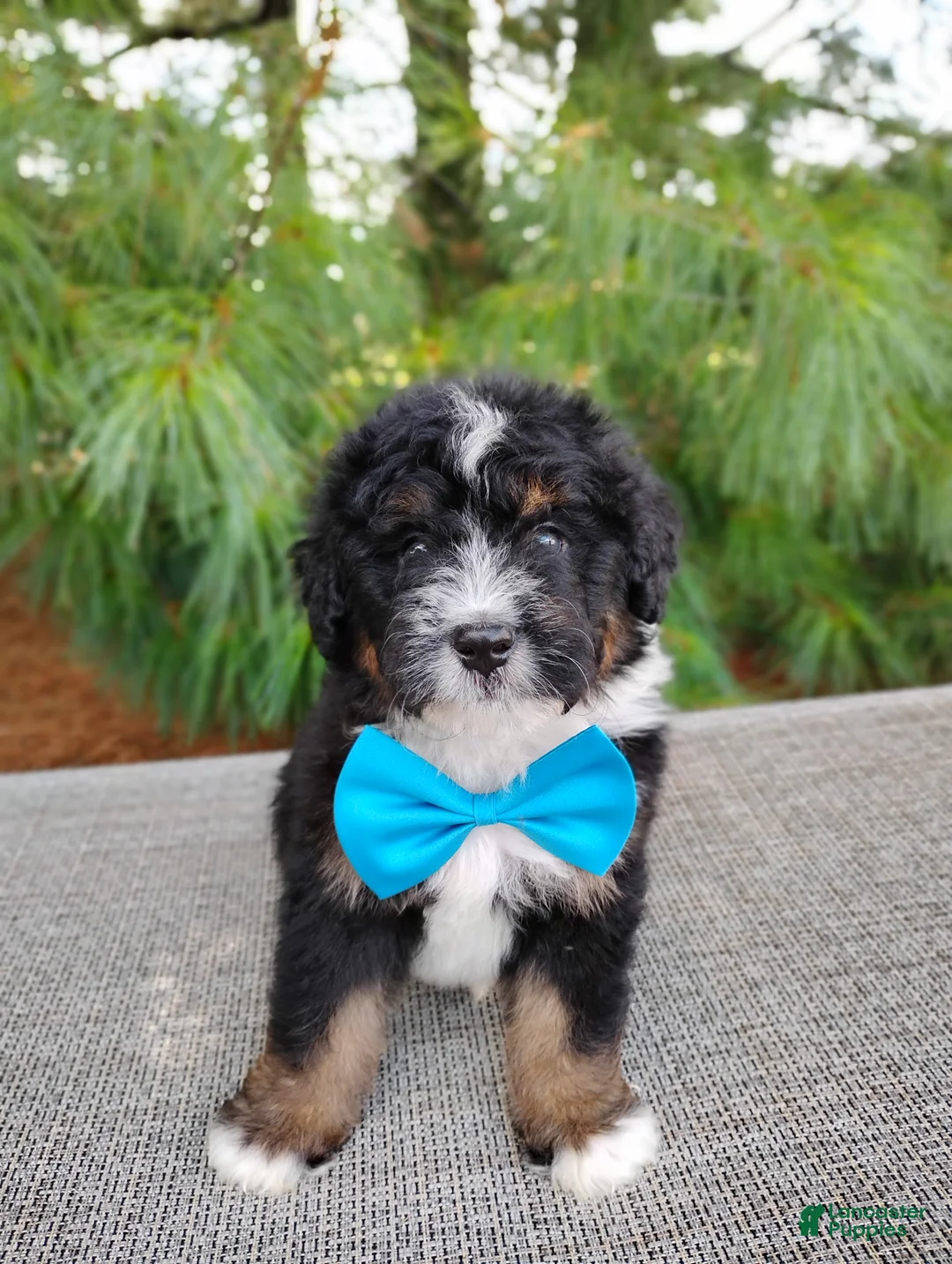 Bernedoodle dogs for sale: Mocha - Ad 2