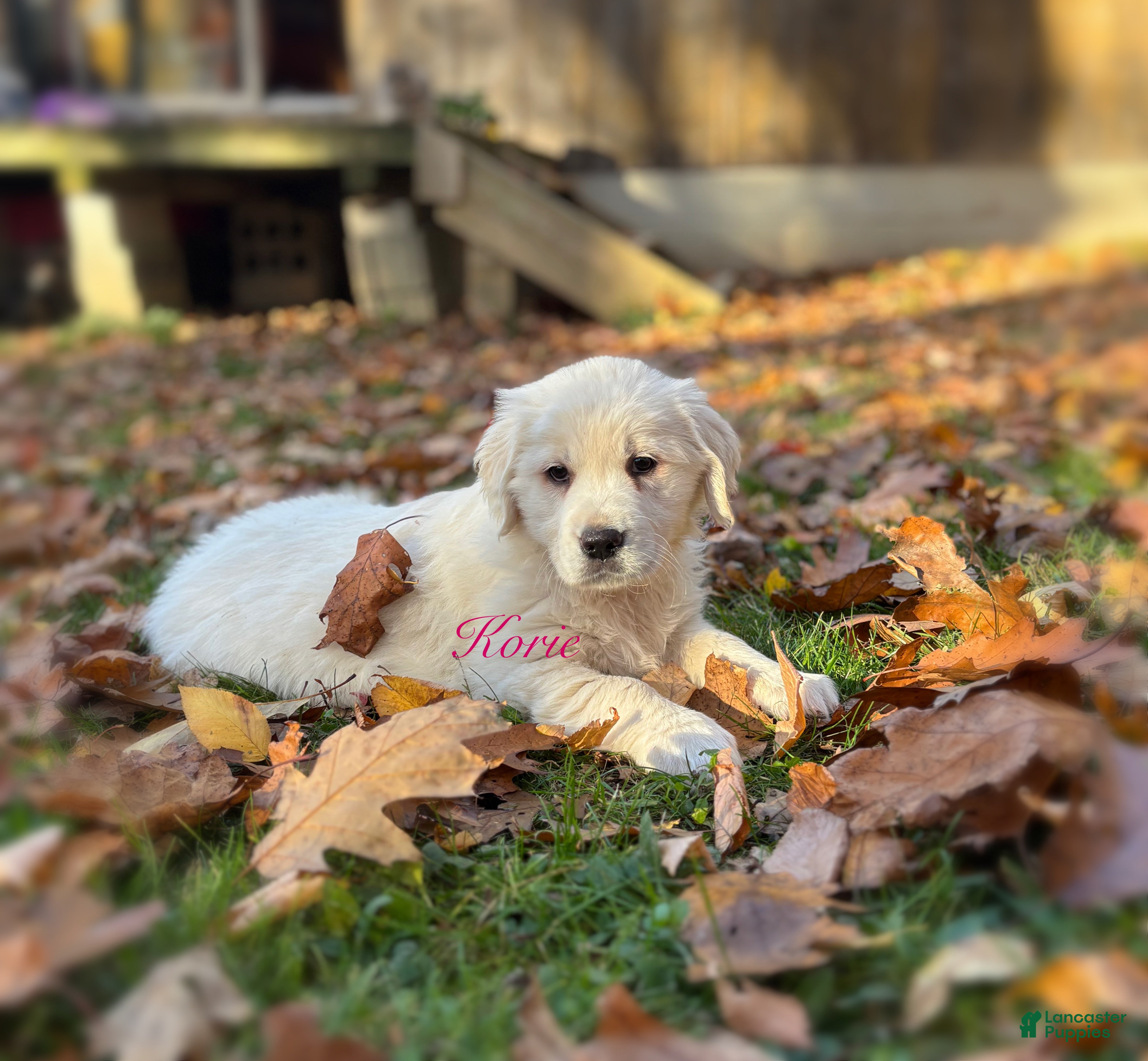 Golden Retriever dogs for sale: Korie - Ad 22