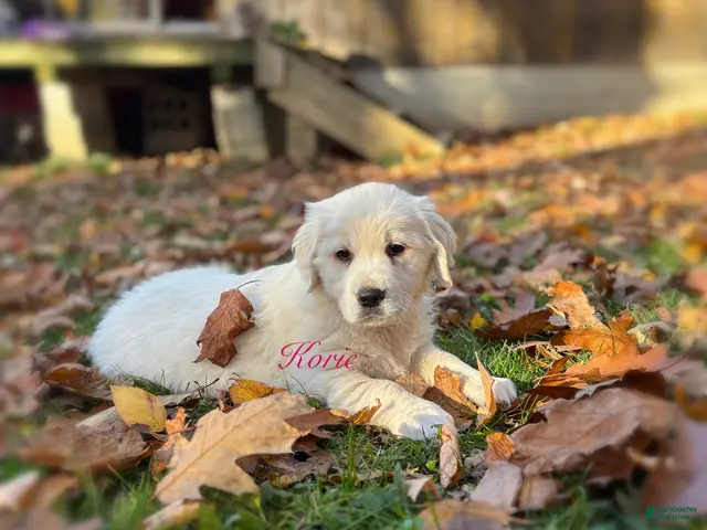 Golden Retriever dogs for sale: Korie - Ad 22