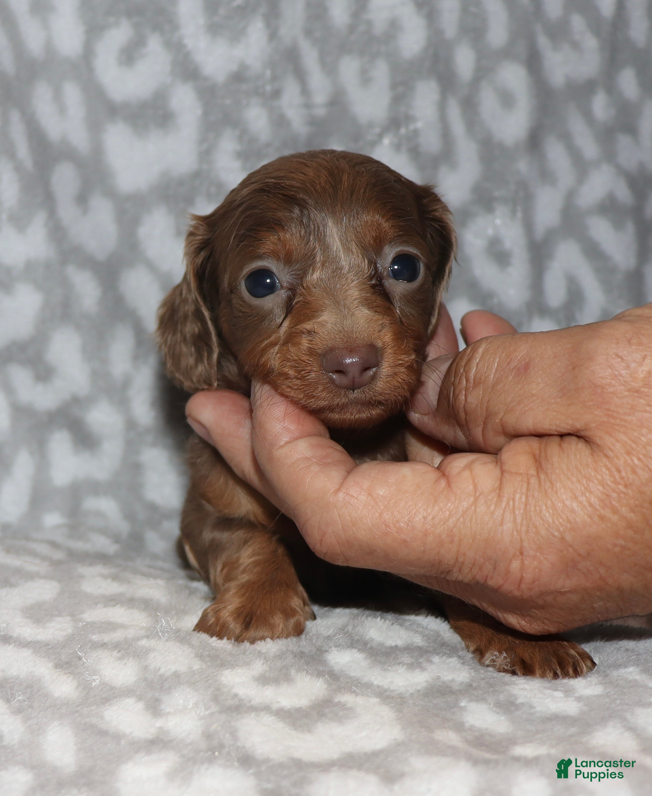 Miniature Dachshund dogs Kanora - Ad 3