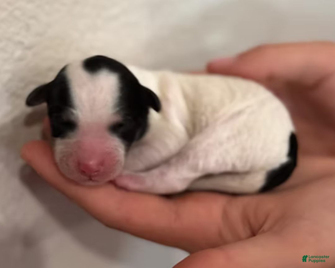 Mini Bernedoodle dogs for sale: Tater - Ad 7