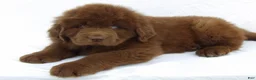 Newfoundland dogs for sale: Diesel - Ad 1