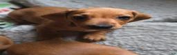 Miniature Dachshund dogs for sale: Frankie - Ad 6