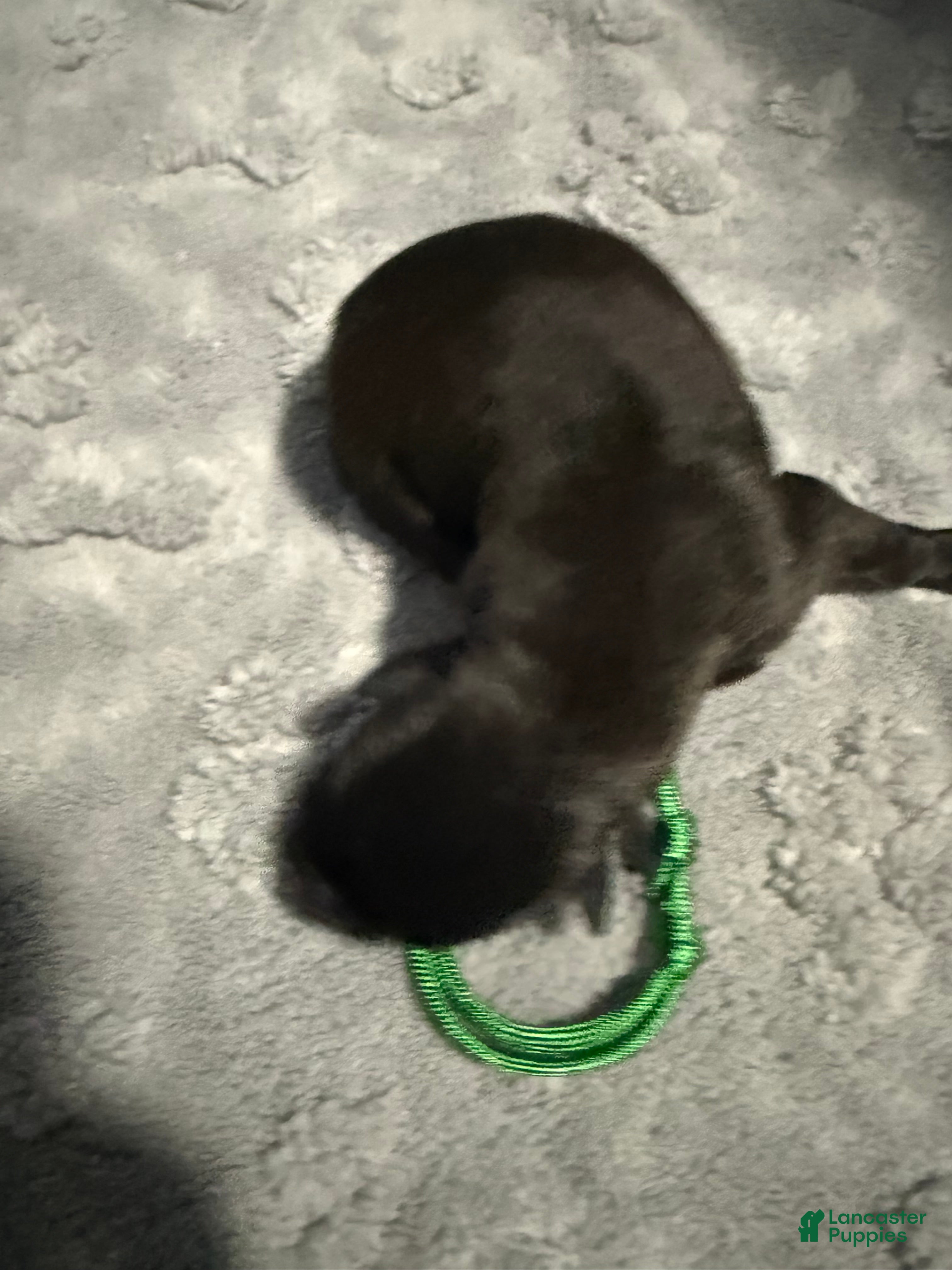 Belgian Malinois dogs for sale: Green Collar - Ad 1