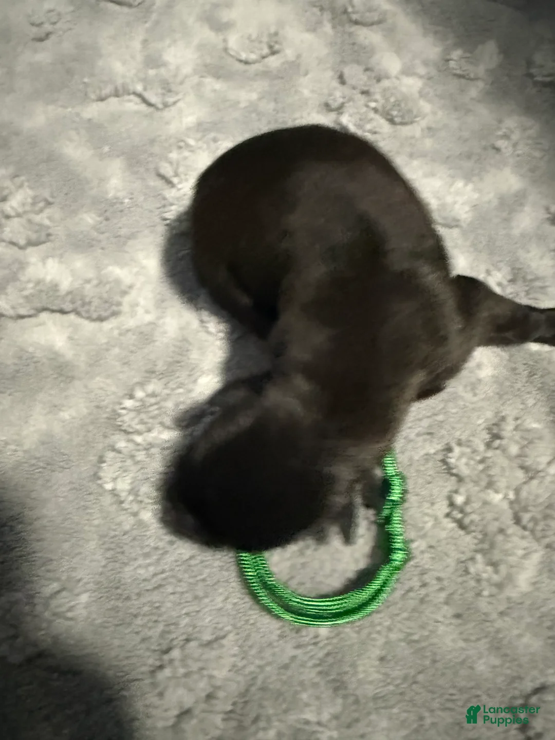 Belgian Malinois dogs for sale: Green Collar - Ad 1