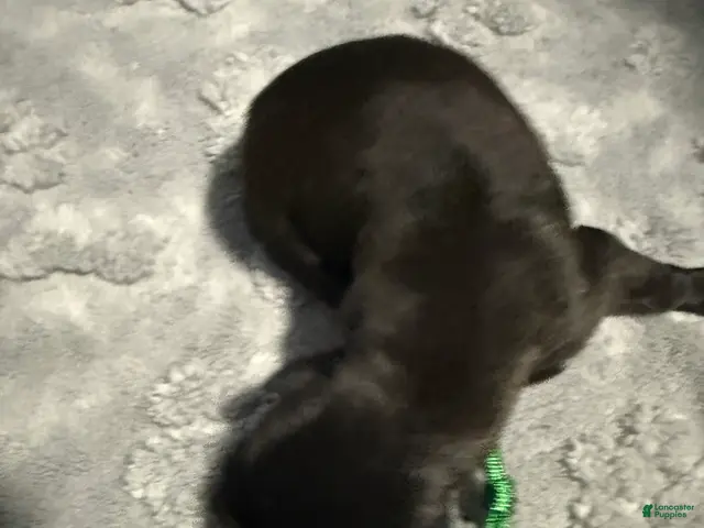 Belgian Malinois dogs for sale: Green Collar - Ad 1