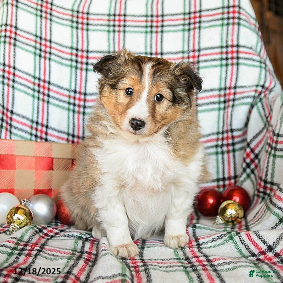 Shetland Sheepdog dogs for sale: Mandy - Ad 1