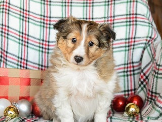 Shetland Sheepdog dogs Mandy - Ad 3