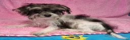 Yorkiepoo dogs for sale: Victoria Frills - Ad 7