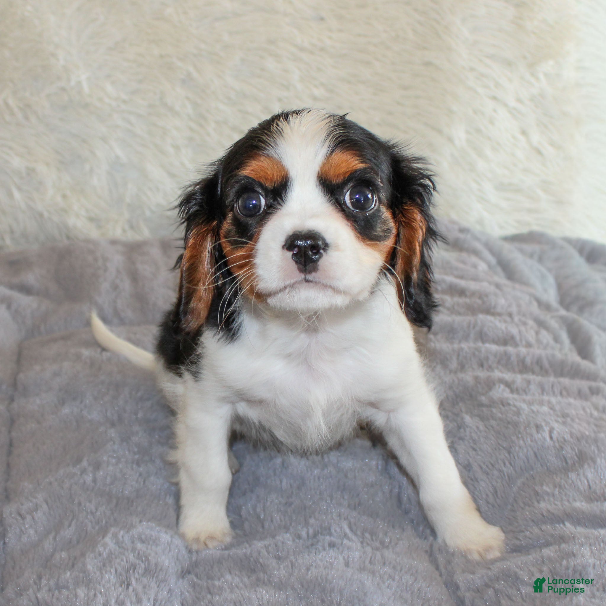 Cavalier King Charles Spaniel dogs Congo - Ad 2