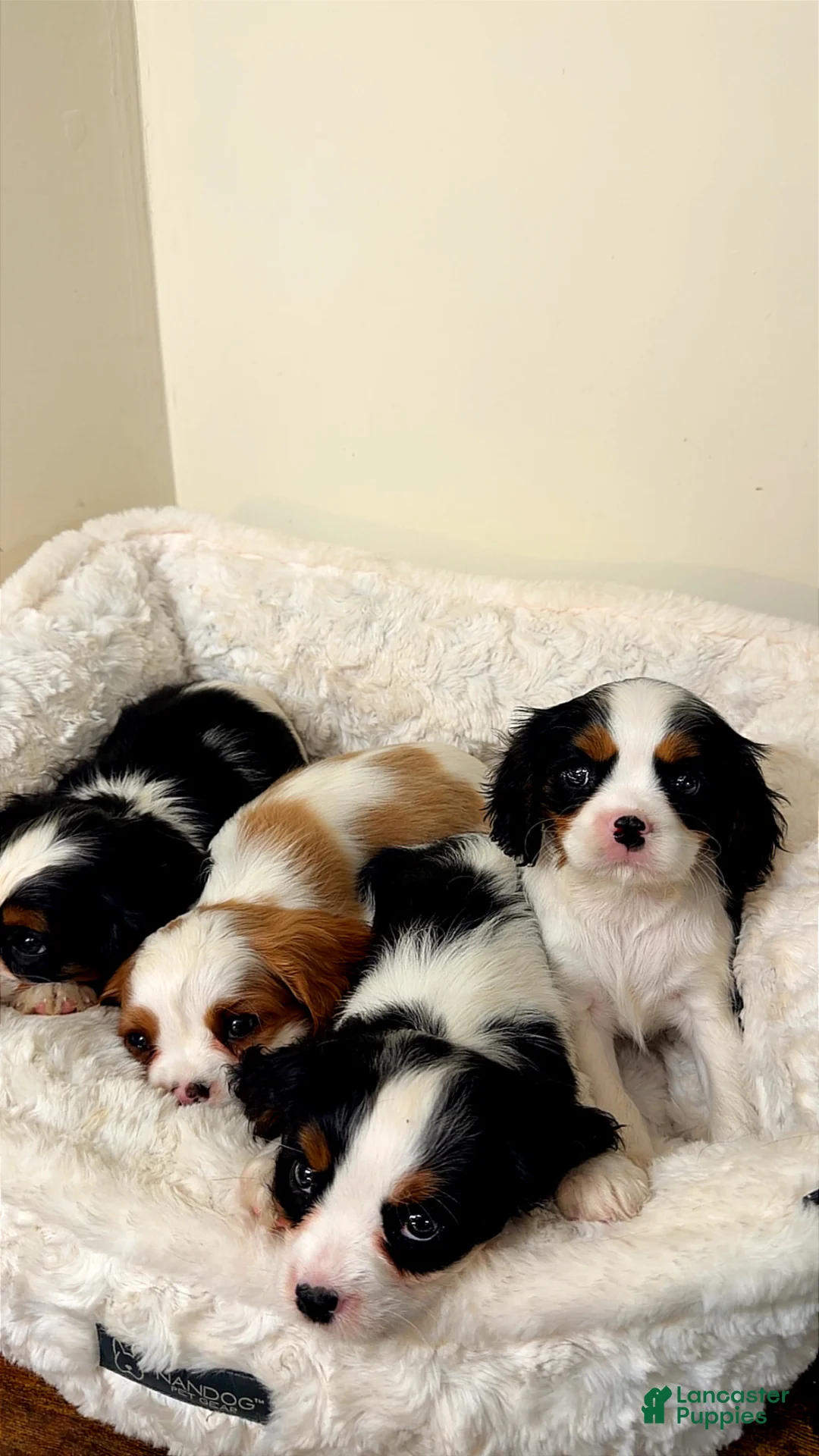 Cavalier King Charles Spaniel dogs for sale: Biscuit - Ad 2