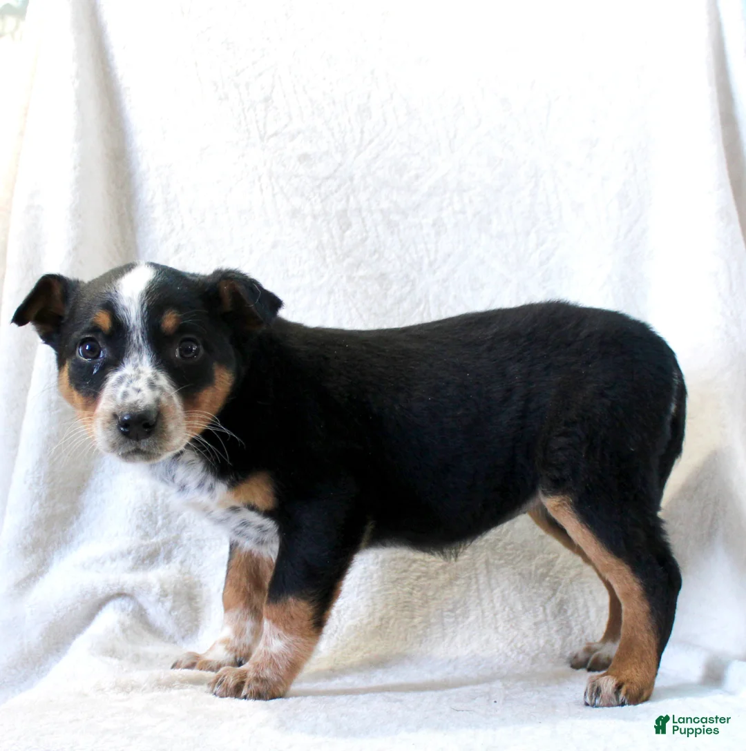 Australian Cattle Dog dogs for sale: Lucy - Ad 3