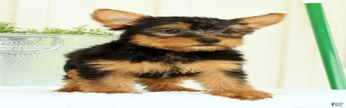 Zeke