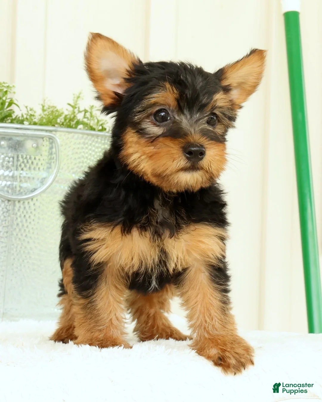 Yorkshire Terrier dogs for sale: Zeke - Ad 1