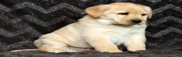 Labrador Retriever dogs for sale: Buster - Ad 7