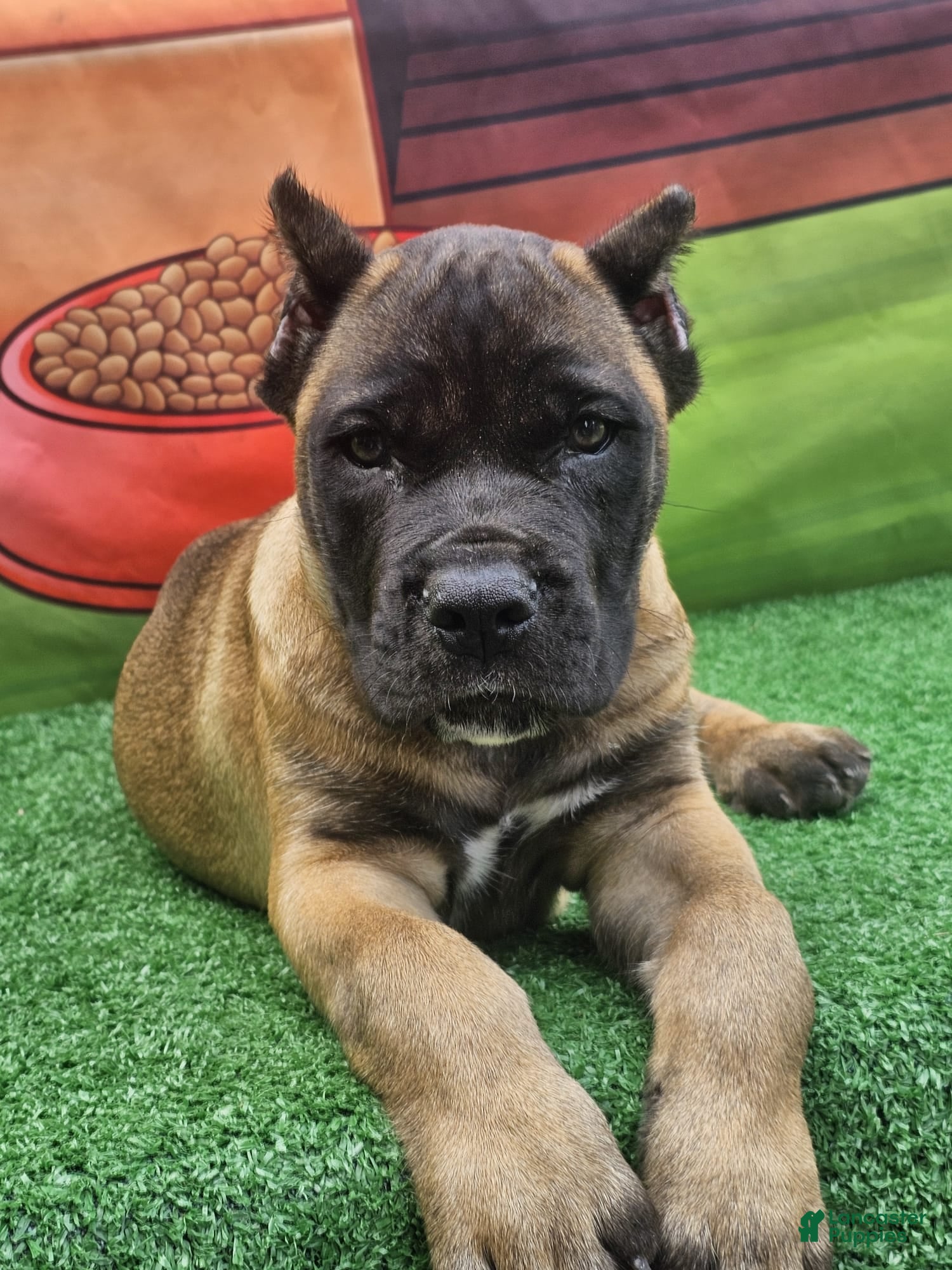 Cane Corso dogs KING - Ad 1
