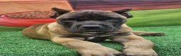 Cane Corso dogs for sale: KING - Ad 1