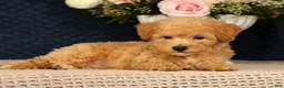 Bichpoo dogs for sale: Jacob - Ad 8