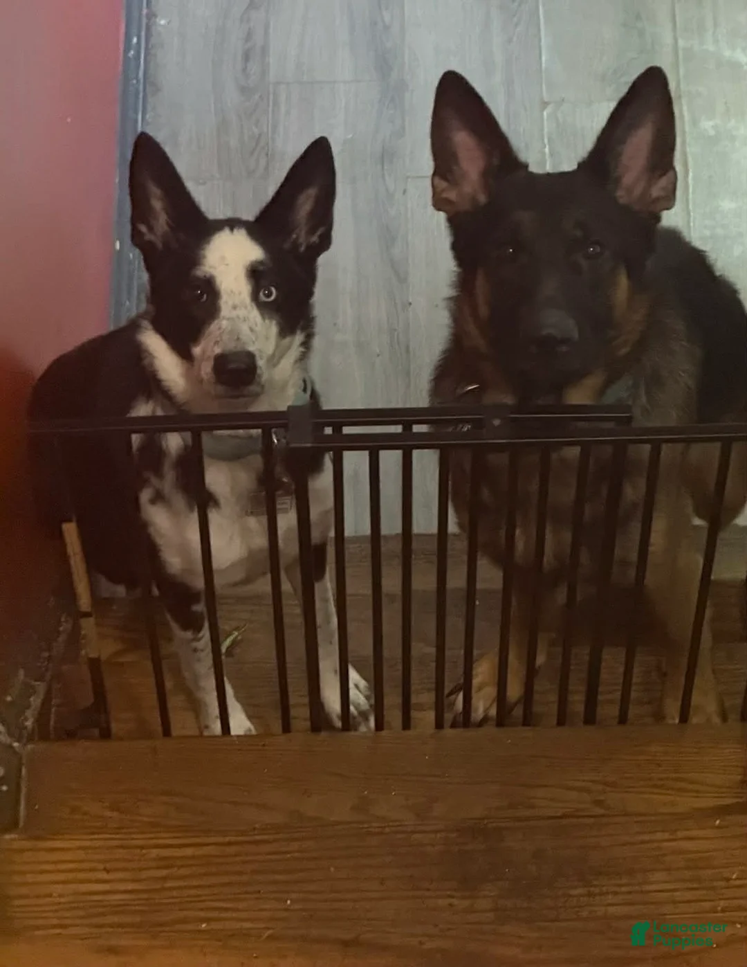 German Shepherd dogs for sale: Grinch  - Ad 3