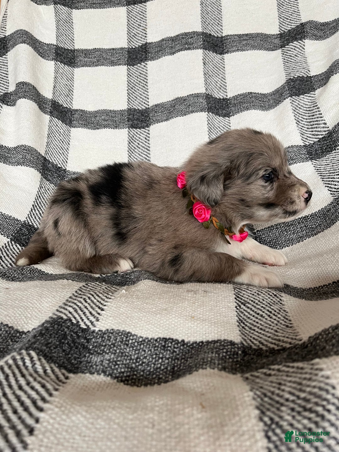 Mixed Breed dogs for sale: Aspen - Ad 2