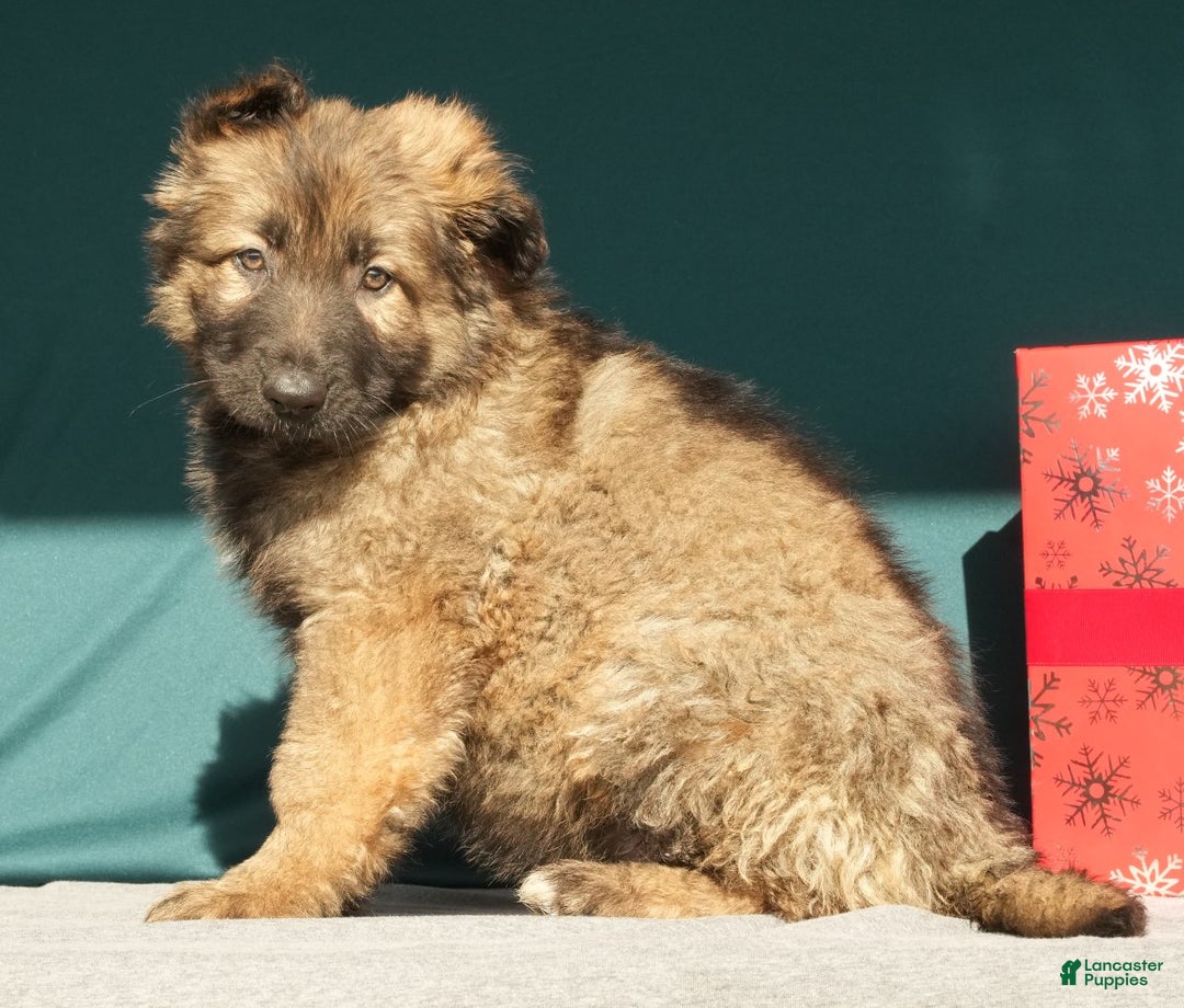 German Shepherd dogs for sale: Zoey - Ad 1