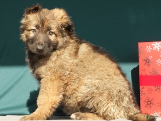 German Shepherd dogs Zoey - Ad 12