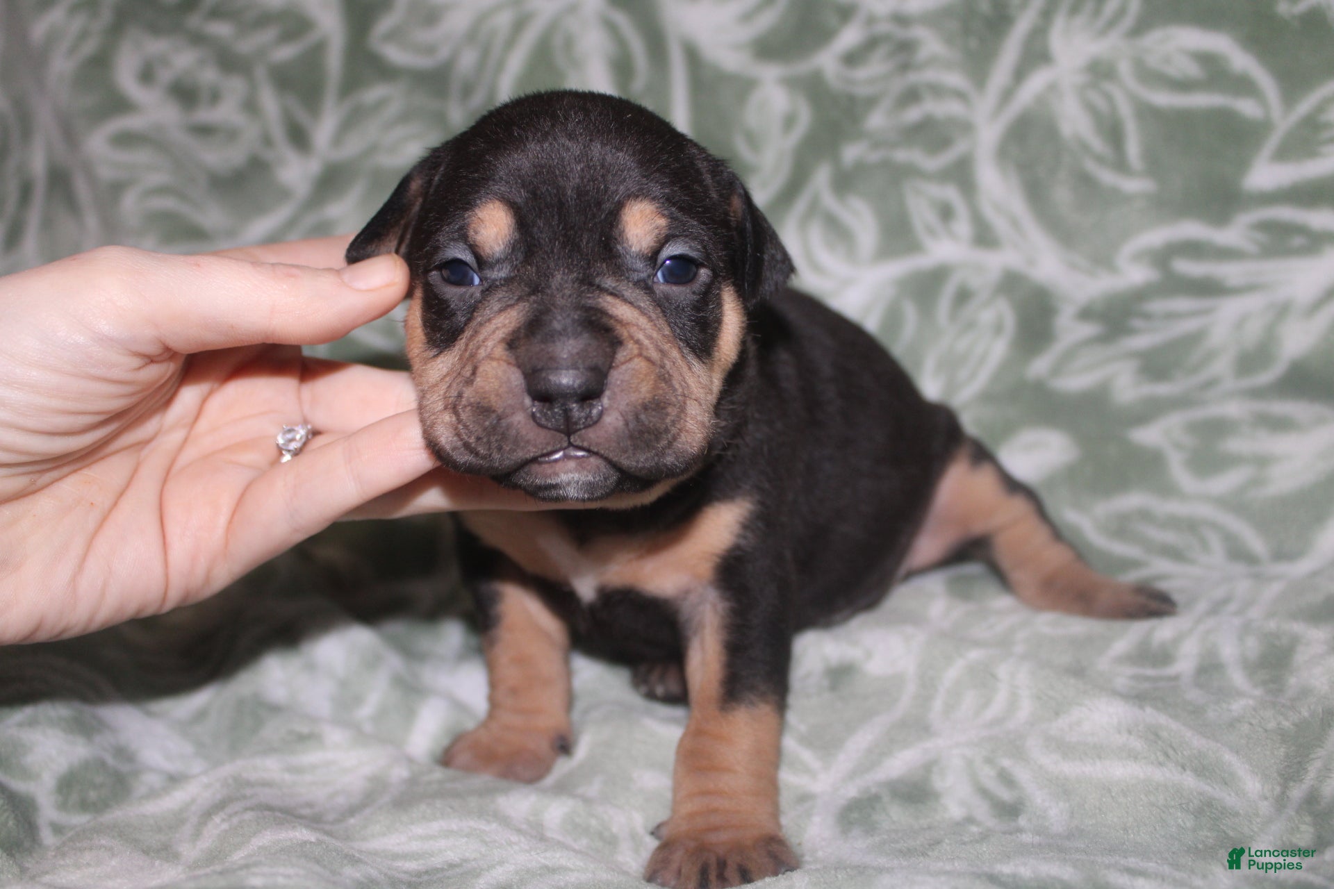 American Bully dogs Sass - Ad 24