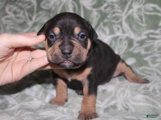 American Bully dogs Sass - Ad 25