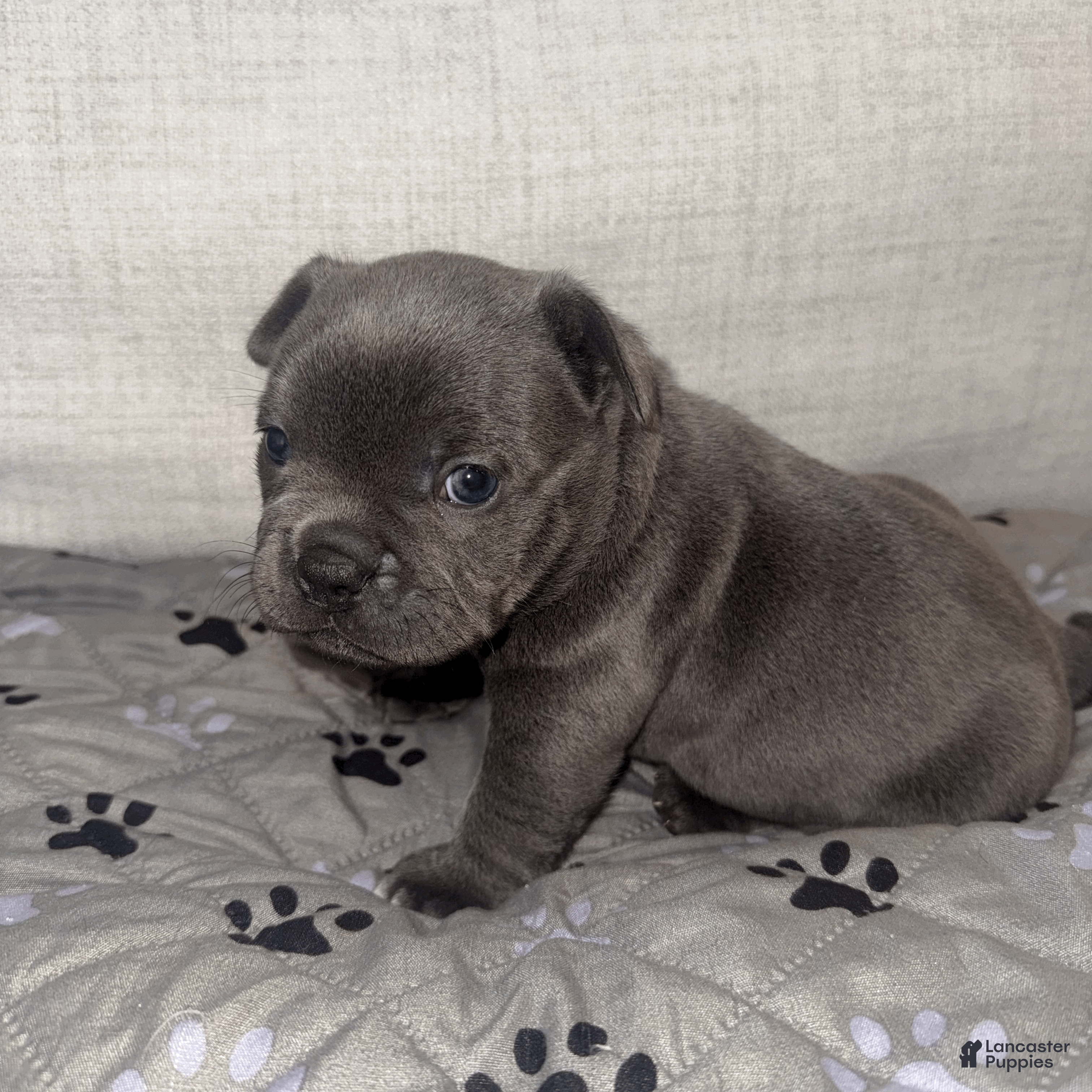 Mixed Breed dogs Blue Micro Bully Female - Ad 16