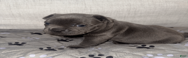 Blue Micro Bully Female