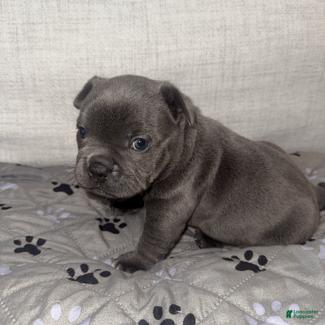 Mixed Breed dogs for sale: Blue Micro Bully Female - Ad 1