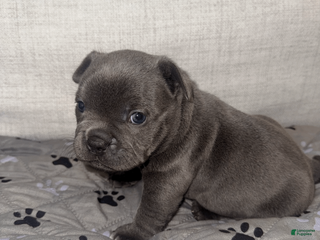 Mixed Breed dogs Blue Micro Bully Female - Ad 16