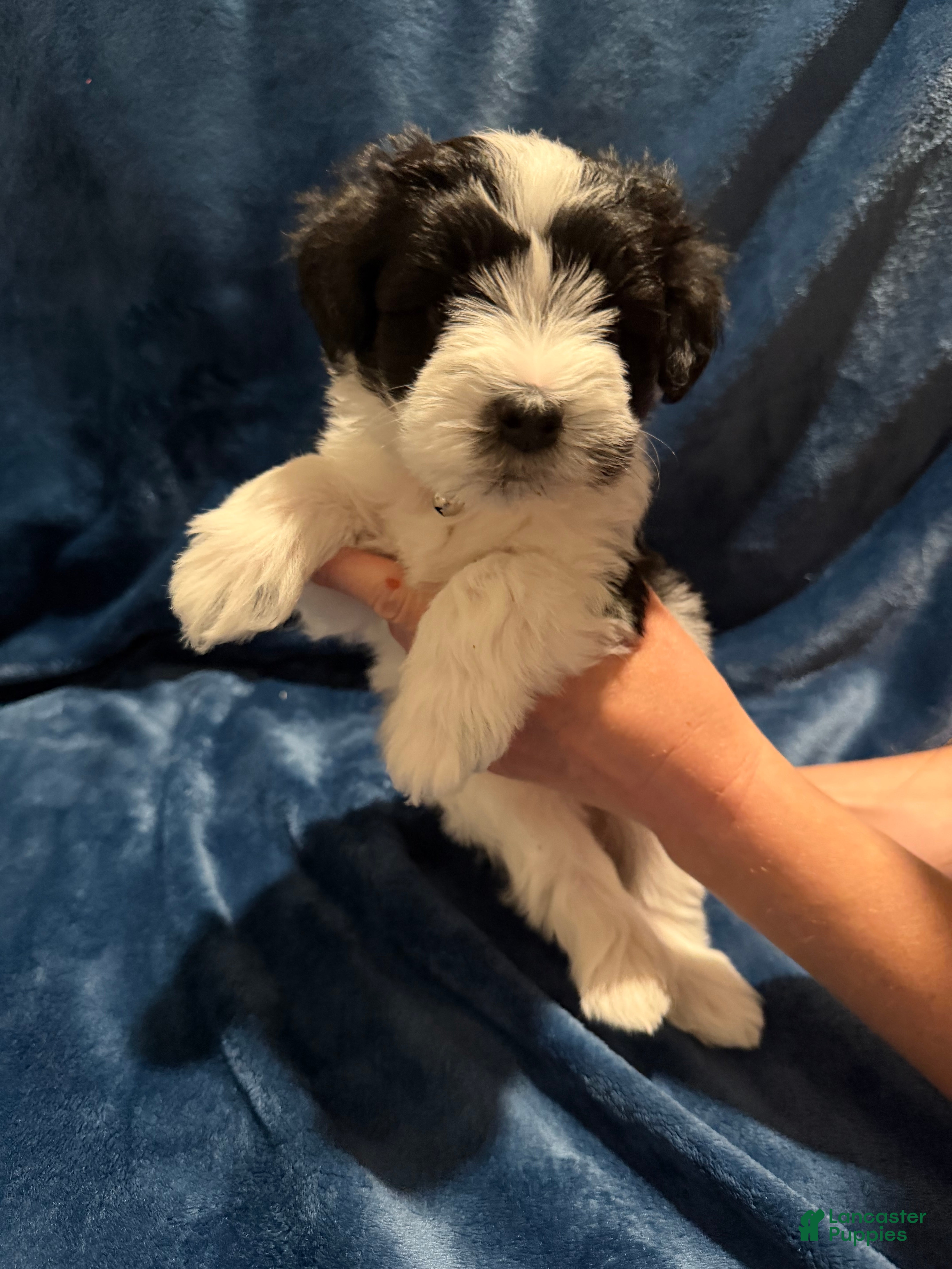 Miniature Schnauzer dogs Subi - Ad 9