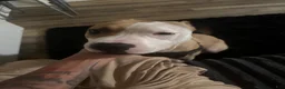 American Pit Bull Terrier dogs for sale: American Pit Bull Terrier  - Ad 3