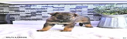 German Shepherd dogs for sale: Crystal - Ad 3