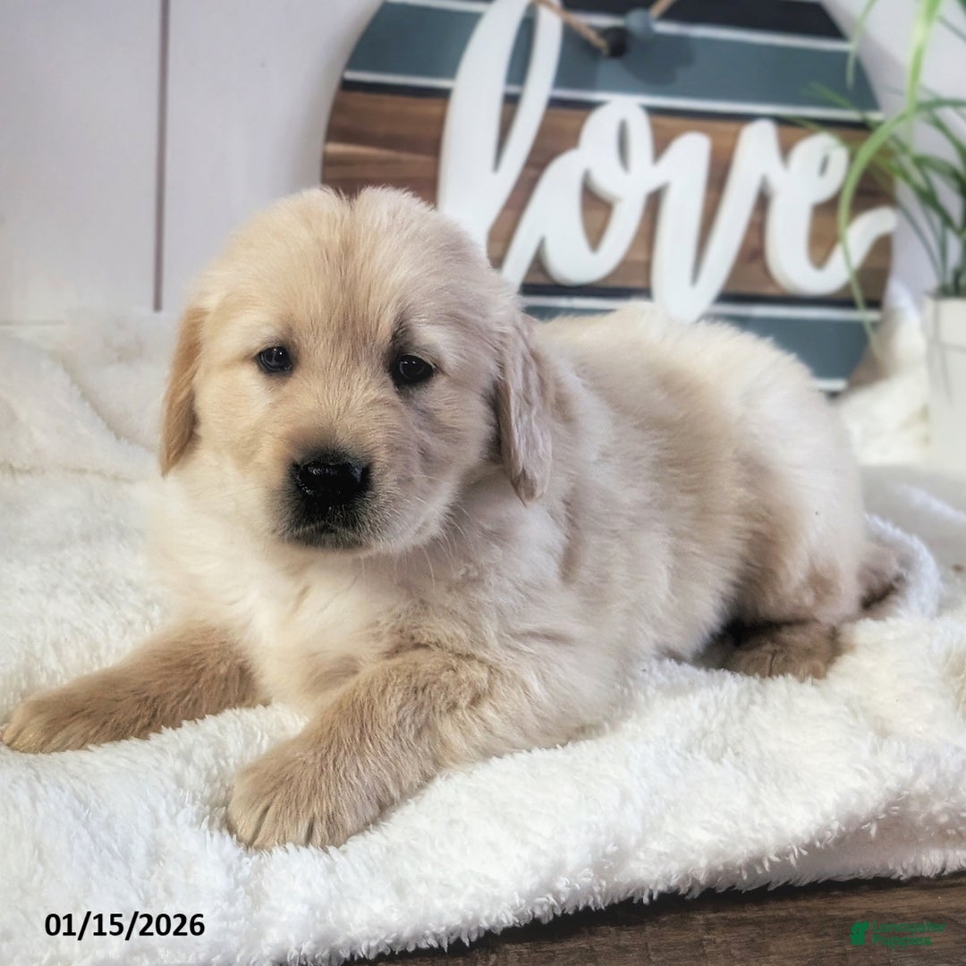 Golden Retriever dogs for sale: Theo - Ad 3