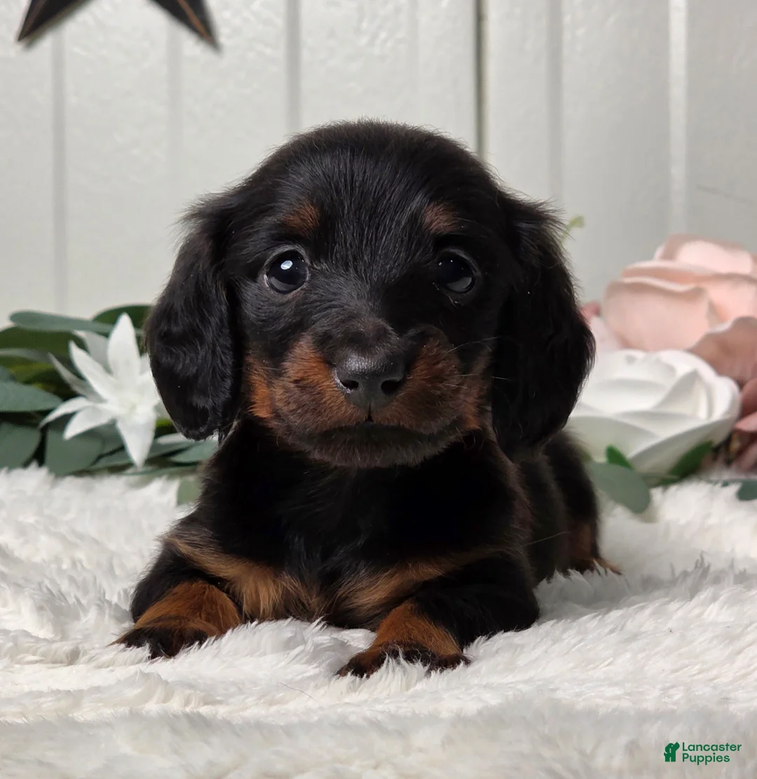 Miniature Dachshund dogs for sale: Jasper - Ad 1