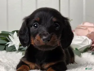Miniature Dachshund dogs for sale: Jasper - Ad 1