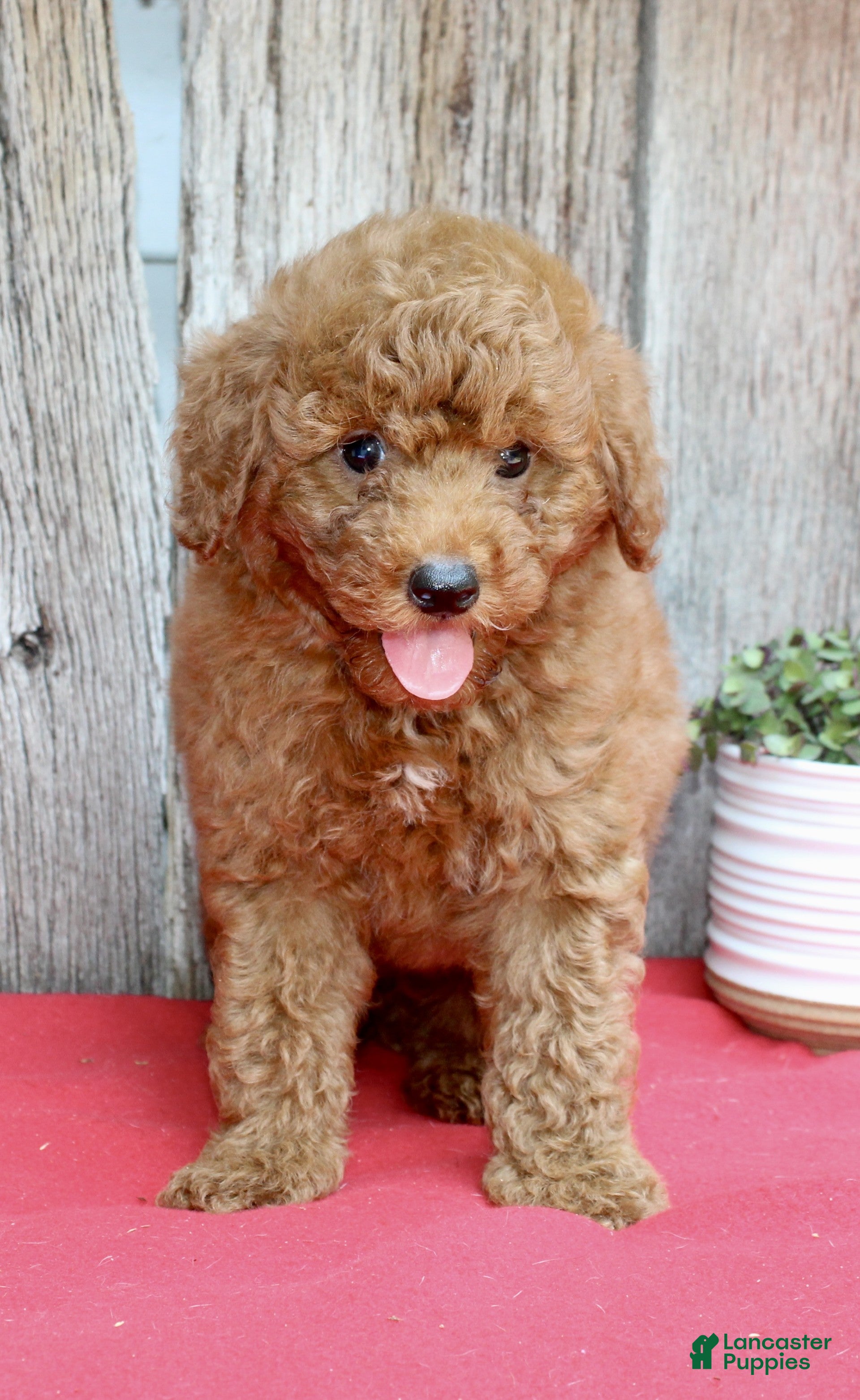 Miniature Poodle dogs Bentley - Ad 2