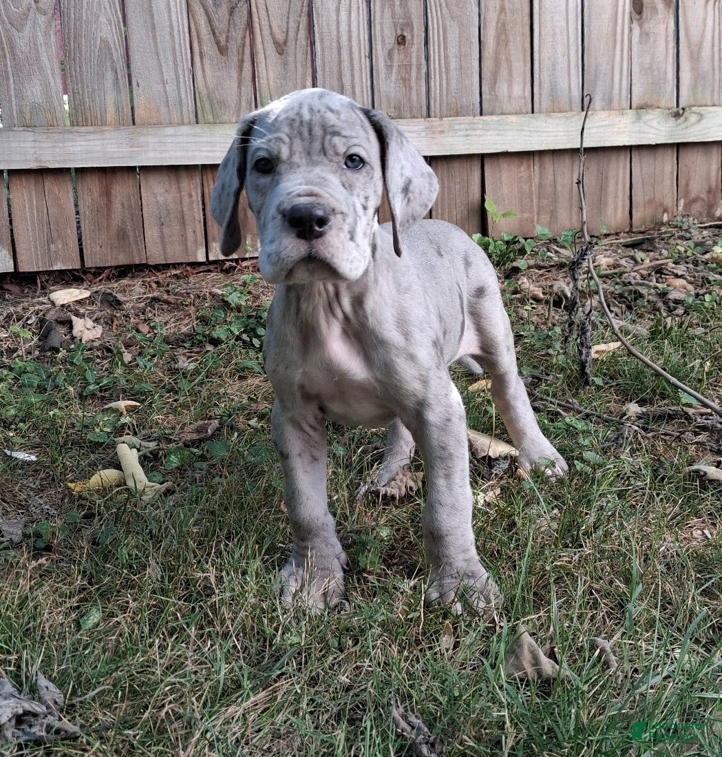 Great Dane dogs Riot - Ad 33