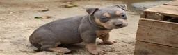 American Bully dogs for sale: Mr. Vegas - Ad 7