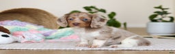 Miniature Dachshund dogs for sale: Skye - Ad 3