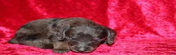 Doxiepoo dogs for sale: Doxiepoo Zuma - Ad 3
